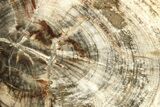 Petrified Wood (Mahogany) Round - Myanmar #210867-1